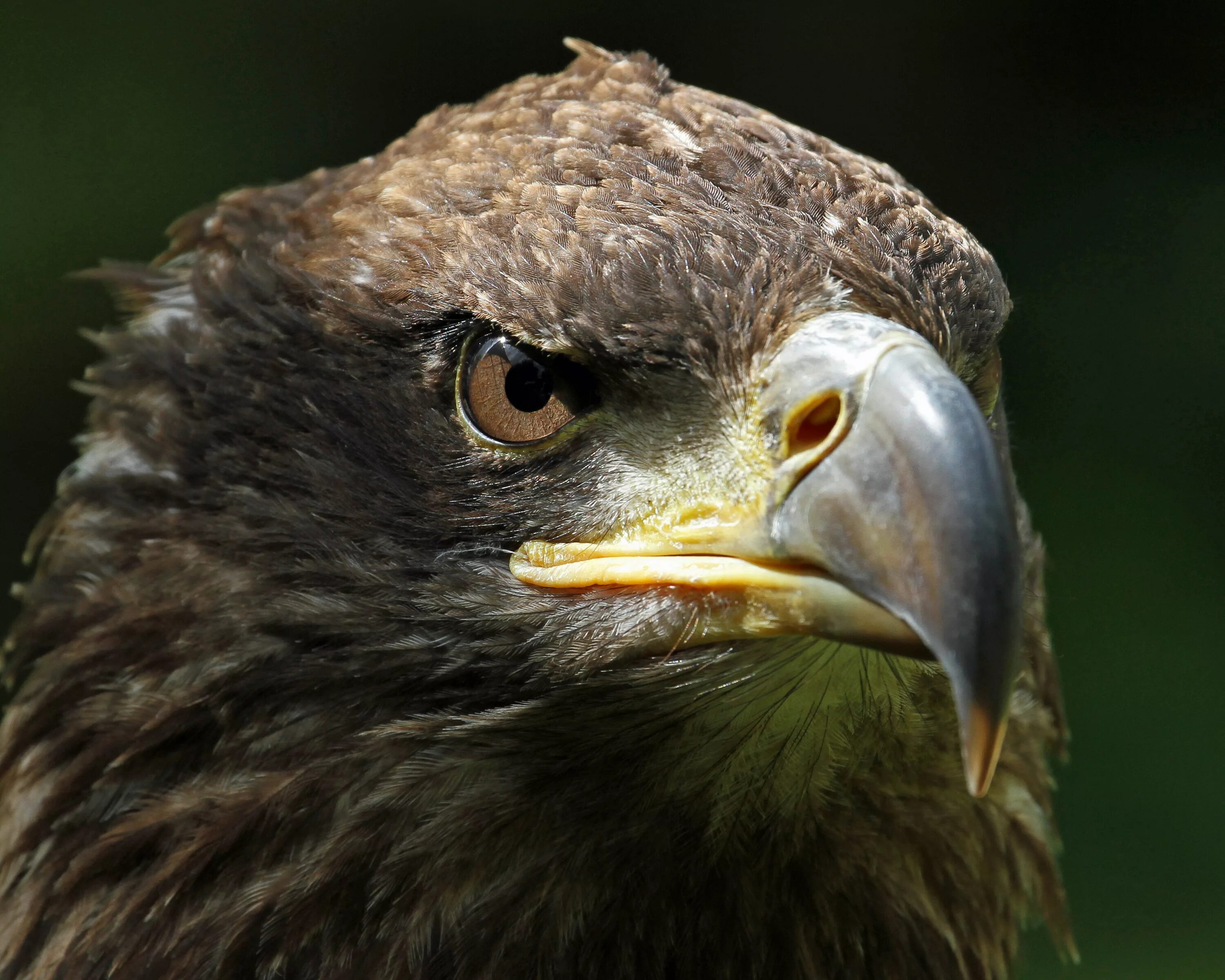 Клюв орла фото Wallpaper : face, portrait, eyes, nature, feathers, closeup, wildlife, Canon, bi