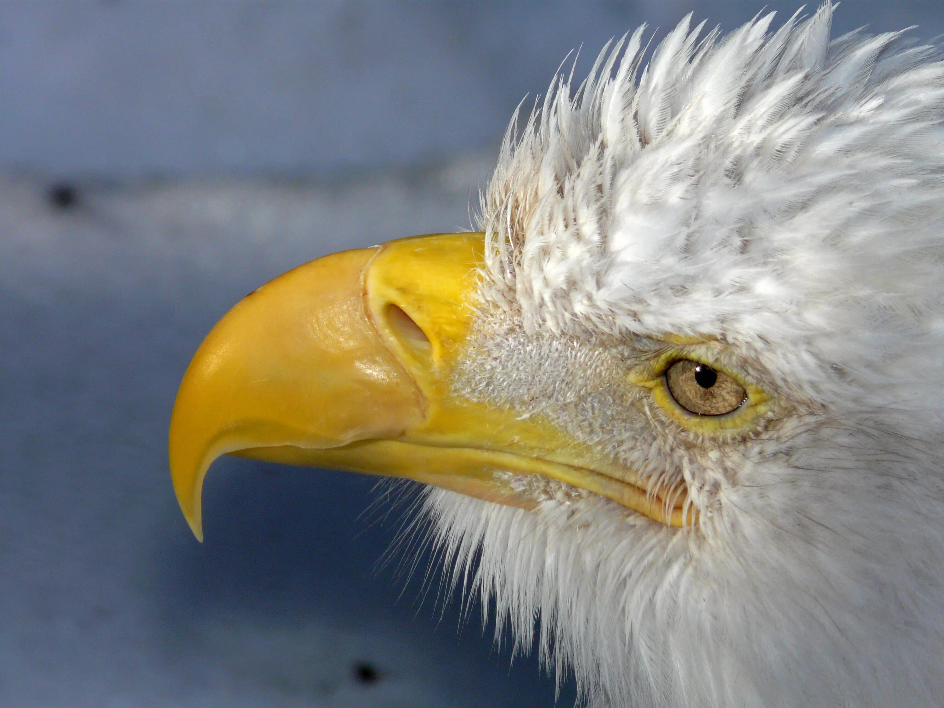 Клюв орла фото Wallpaper : birds, nature, Canada, bird of prey, Alberta, bald eagle, beak, rapt