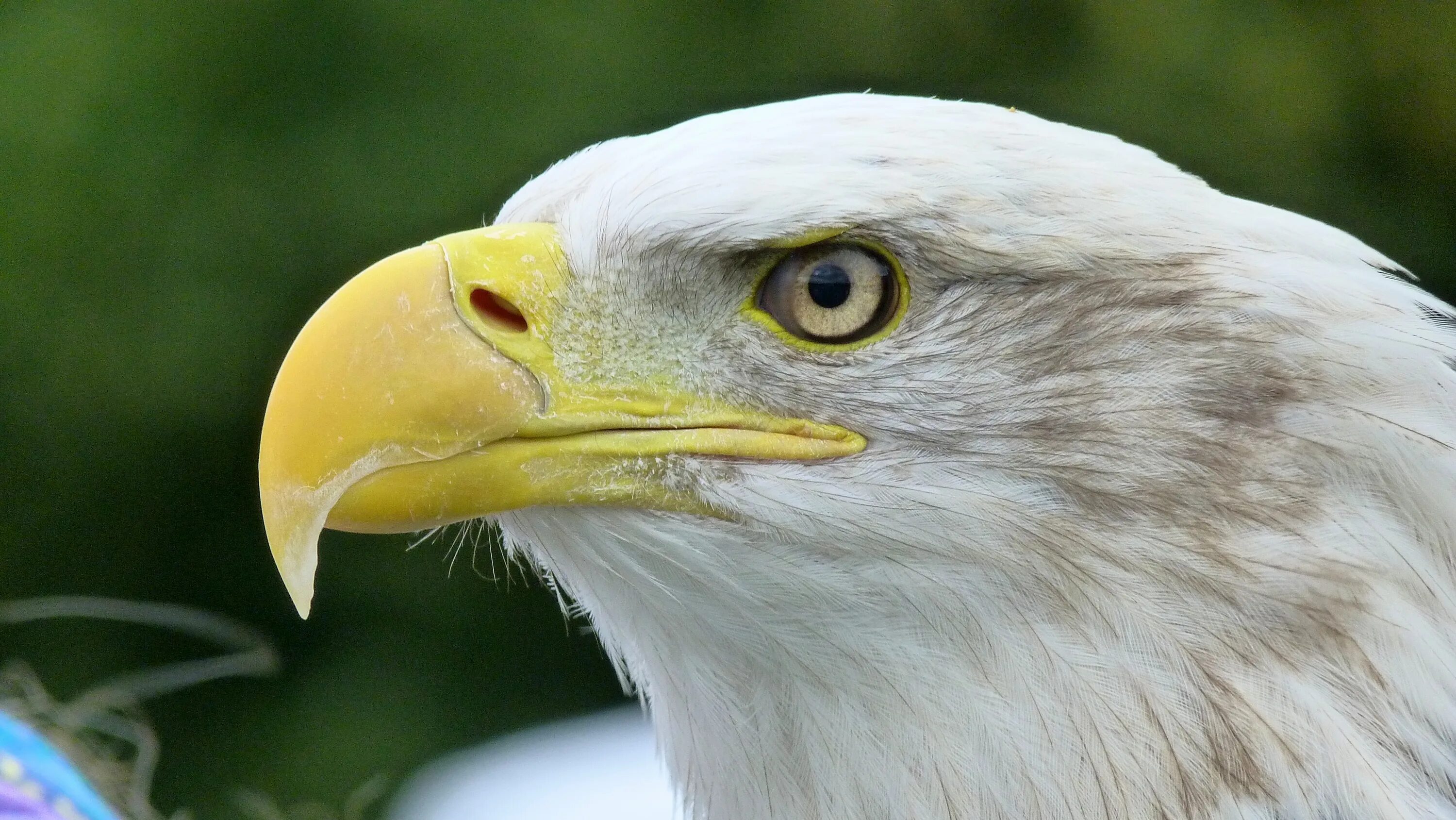 Клюв орла фото Free Images : wing, animal, wildlife, beak, fauna, raptor, bird of prey, bald ea