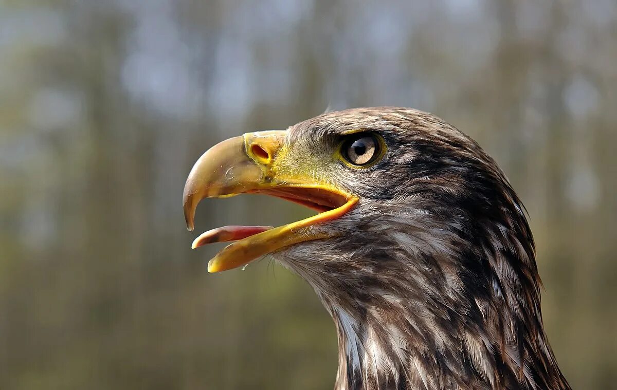 Клюв орла фото Файл:Juvenile Bald Eagle (head).jpg - Вікіпедія