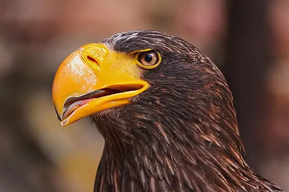 Клюв орла фото Portrait of a Steller's sea eagle One of the residents of . Flickr