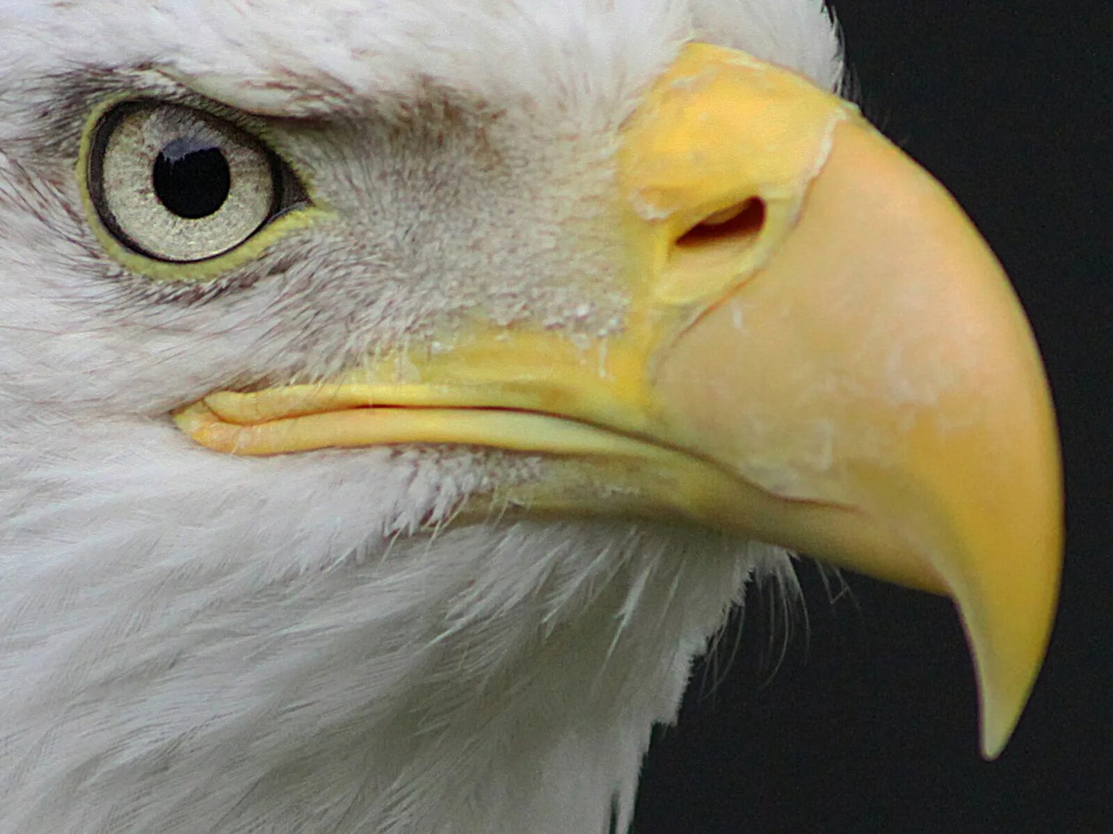 Клюв орла фото Wallpaper : face, creature, profile, feathers, closeup, macro, bird of prey, bal