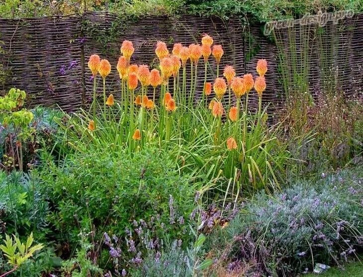 Книфофия фото на клумбе Книфофия (Kniphofia): посадка и уход, виды цветка, размножение