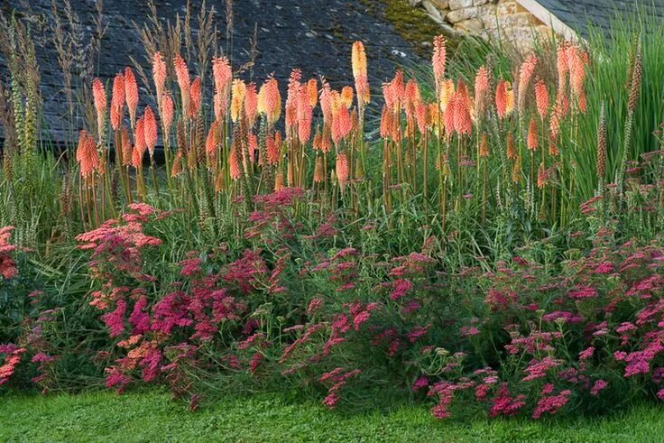 Книфофия фото на клумбе Kniphofia 'Timothy' (Red Hot Poker) Jardin massif, Amenagement jardin en pente, 