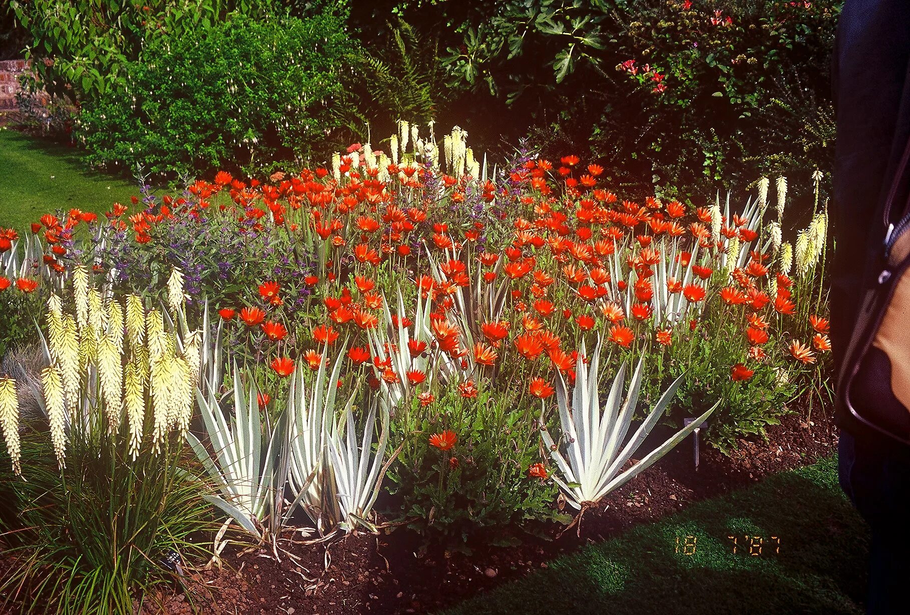 Книфофия фото на клумбе Reminiscences of English Gardens by Cleveland Landscape Designer Bobbie's Green 