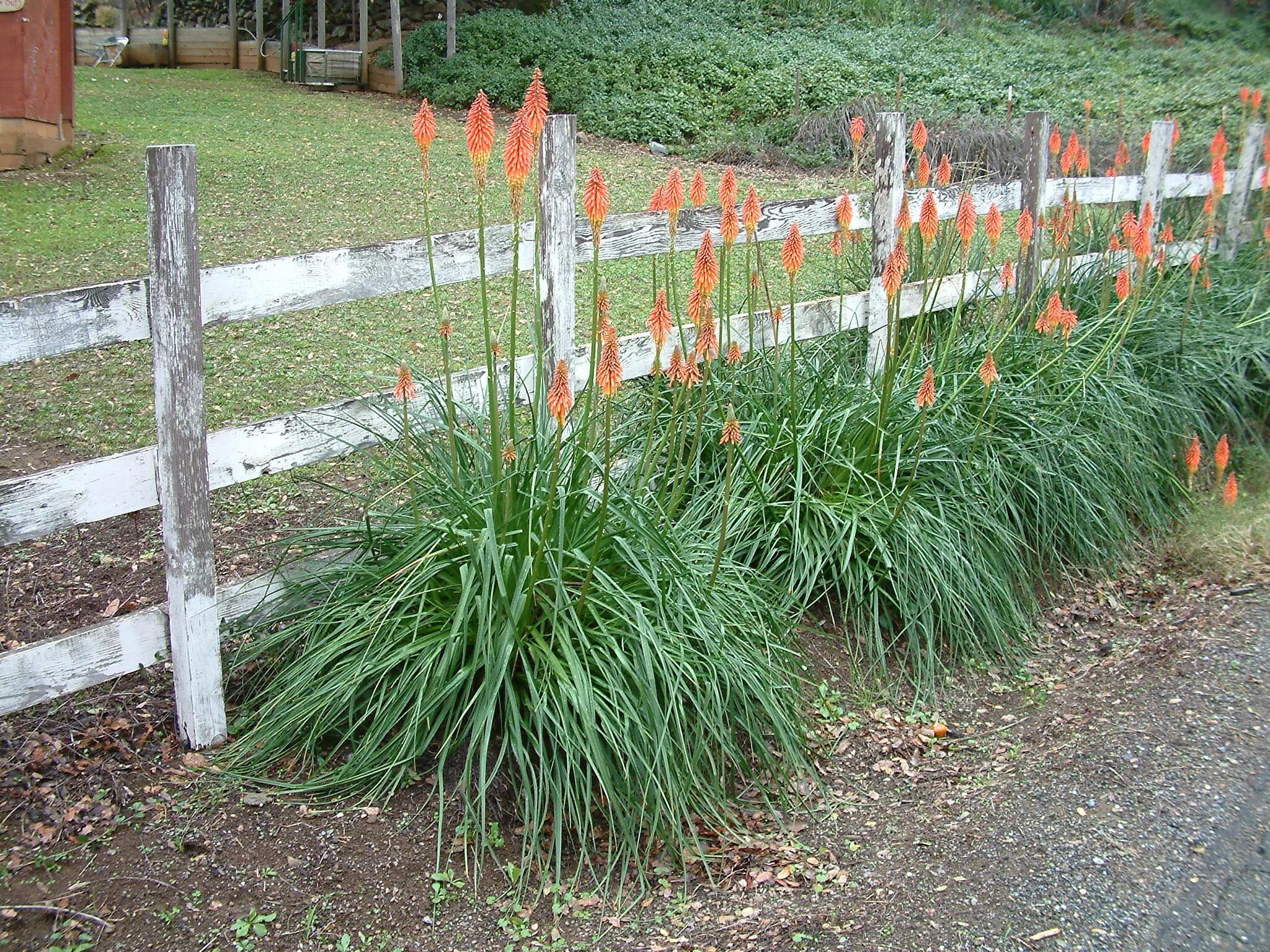 Книфофия фото на клумбе Kniphofia uvaria - Red Hot Poker PlantMaster