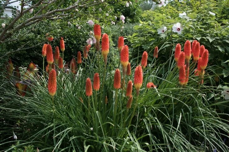 Книфофия фото на клумбе Red Hot Pokers... how awesome is THIS?? Hosta gardens, Rock garden, Perennials