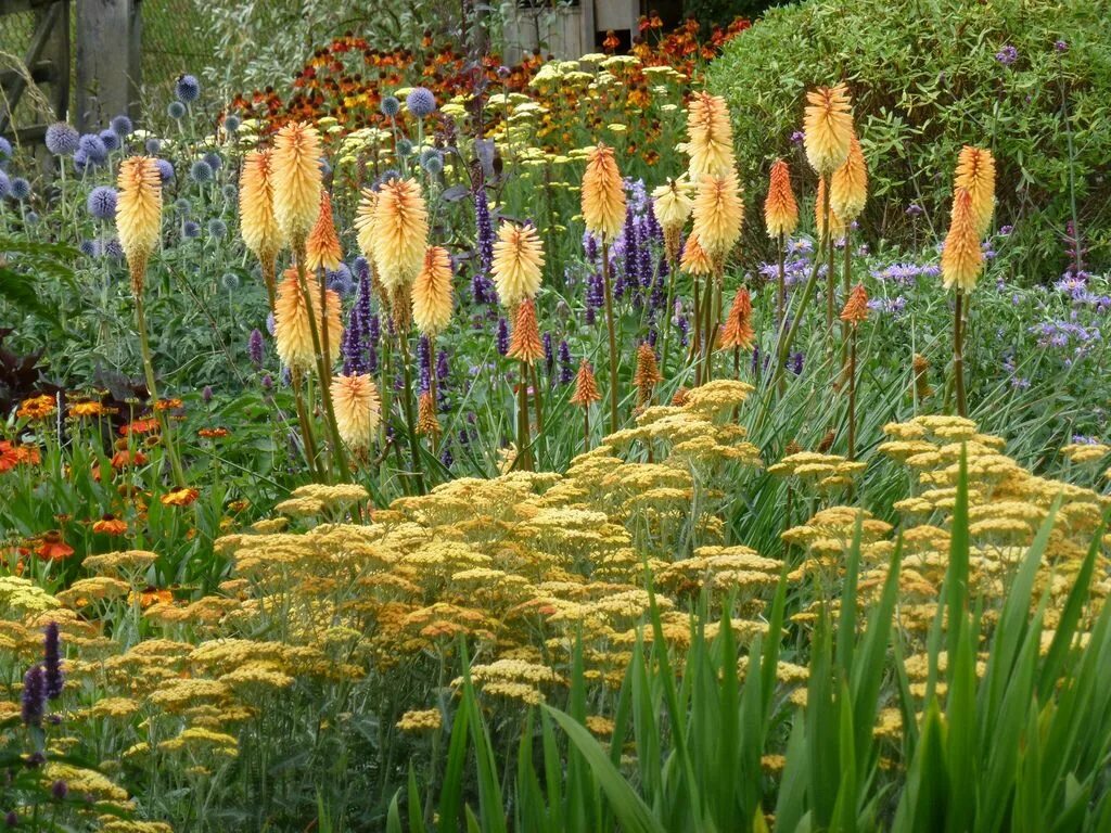 Книфофия фото на клумбе Kniphofia "Tawny King" Hage