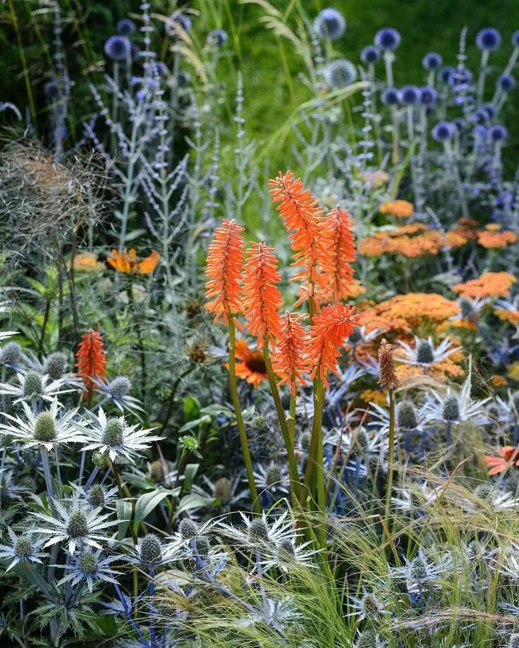 Книфофия в ландшафтном дизайне сада фото Kniphofia 'Elvira' blooms right the way through September pictured here amongst 