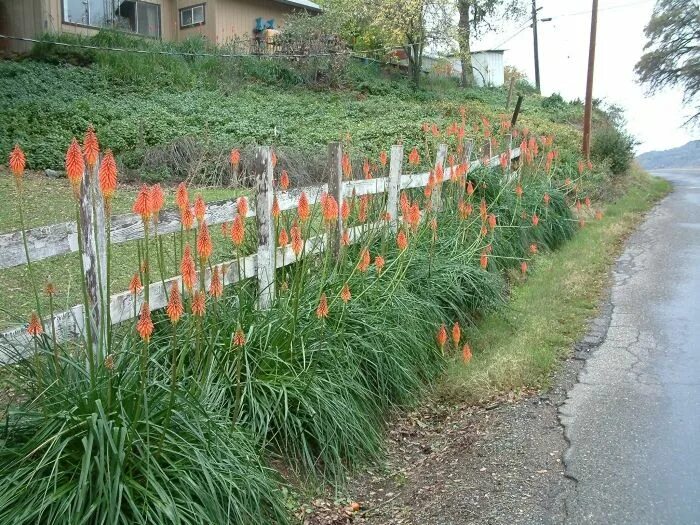 Книфофия в ландшафтном дизайне сада фото Kniphofia uvaria Ornamental grasses, Modern landscaping, Plant images