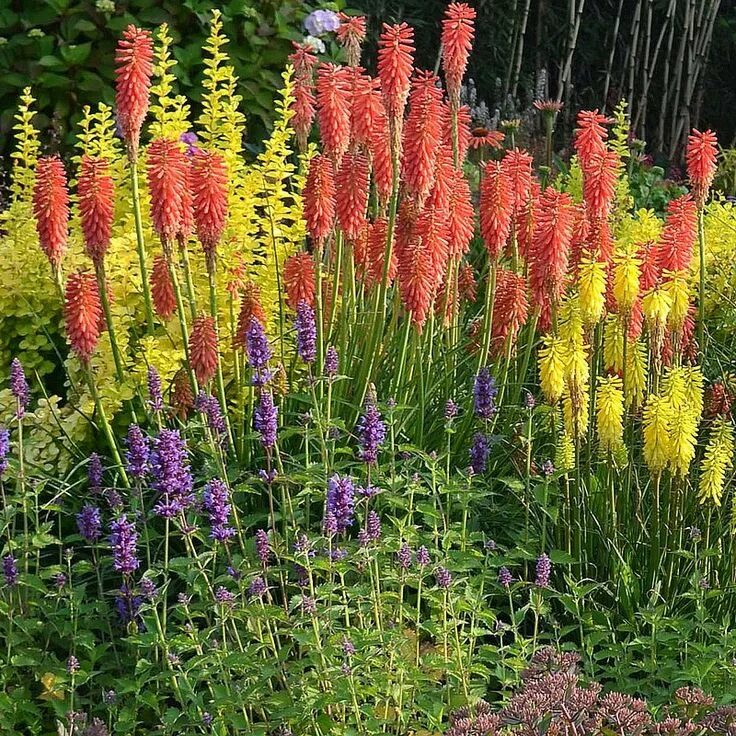 Книфофия в ландшафтном дизайне сада фото Kniphofia en variado color en 2024 Jardines, Plantas