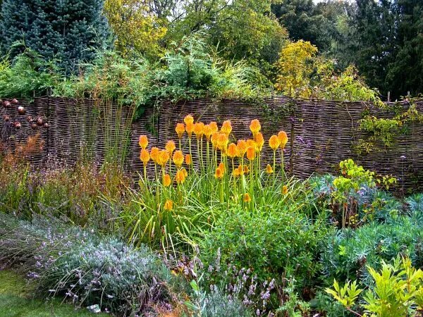 Книфофия в ландшафтном дизайне сада фото pops of color Plants, Landscape, Garden landscaping