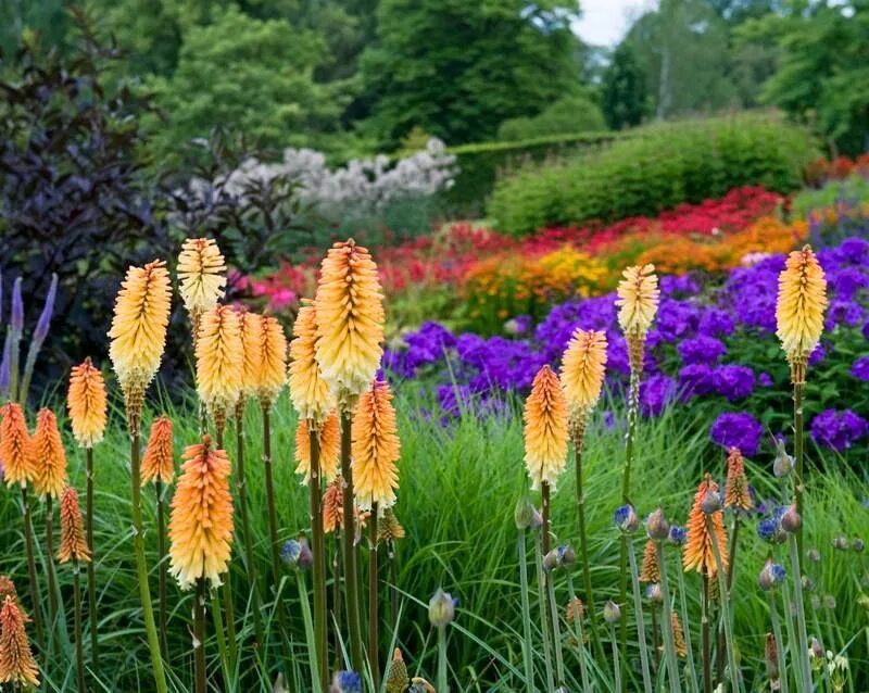 Книфофия в ландшафтном дизайне сада фото Amazed at how long these bloomed! They add the spike of color that stands out an