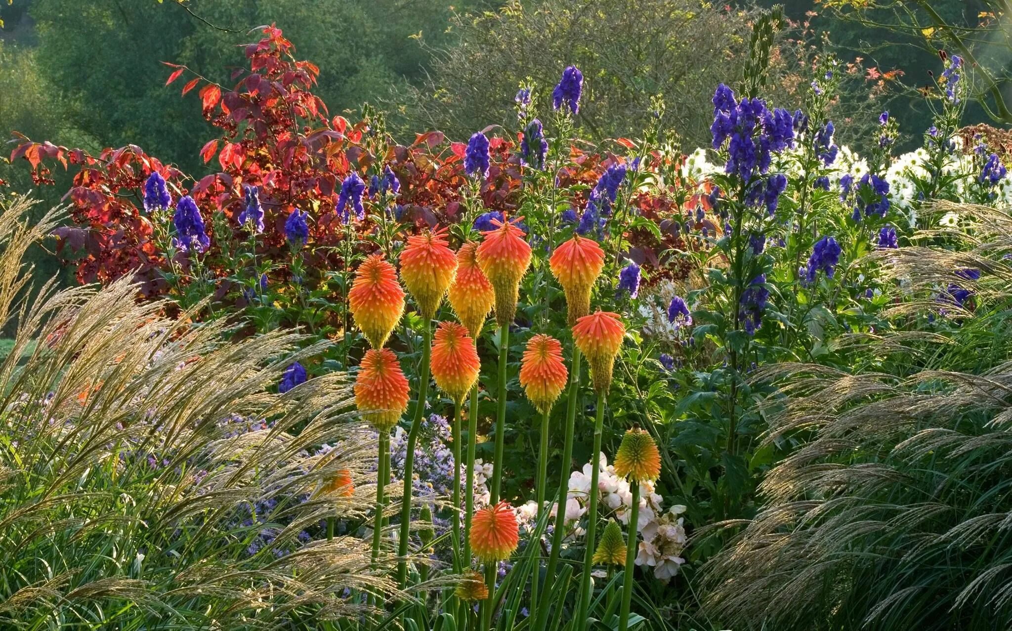 Книфофия в ландшафтном дизайне сада фото Clive Nichols Garden Photography One of Clive's favourite gardens to photograph 