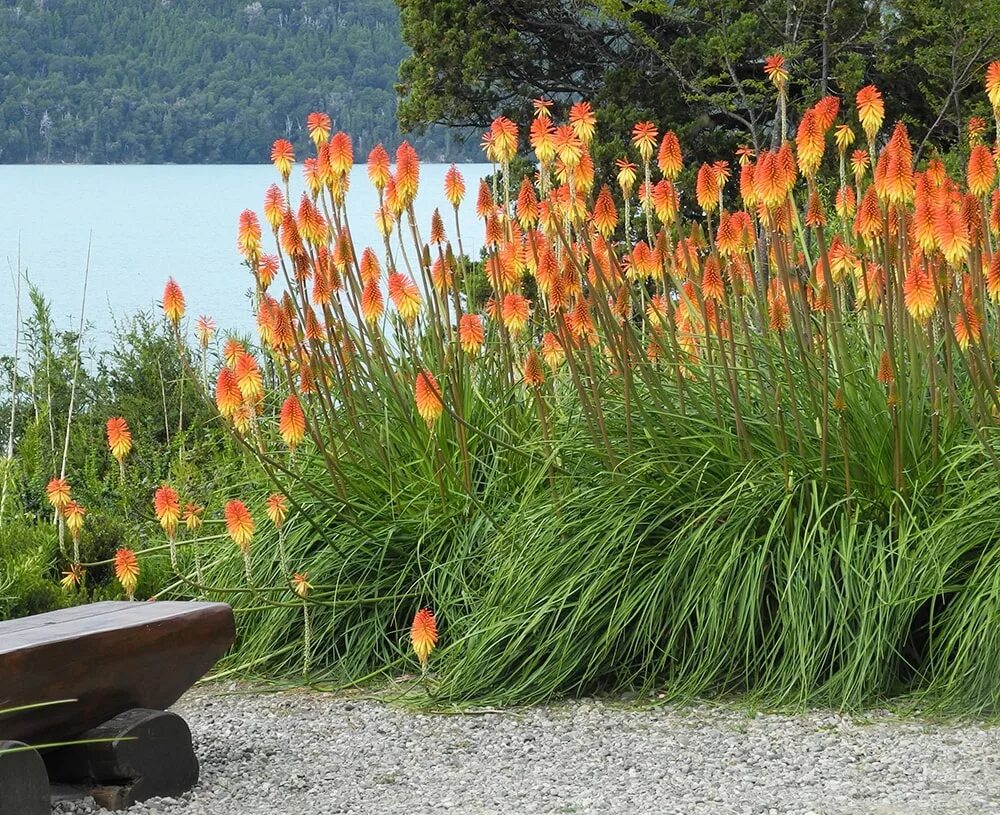 Книфофия в ландшафтном дизайне сада фото Kniphofia × praecox - Image of an specimen - Plantarium