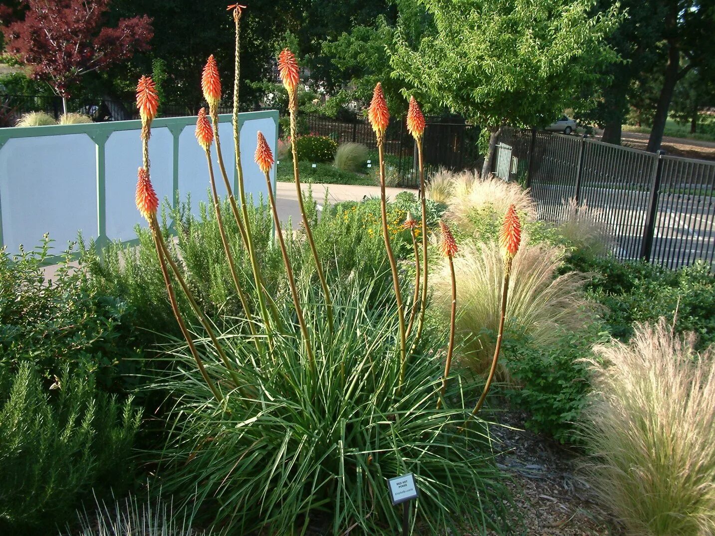 Книфофия в ландшафтном дизайне сада фото Kniphofia uvaria - Red Hot Poker PlantMaster