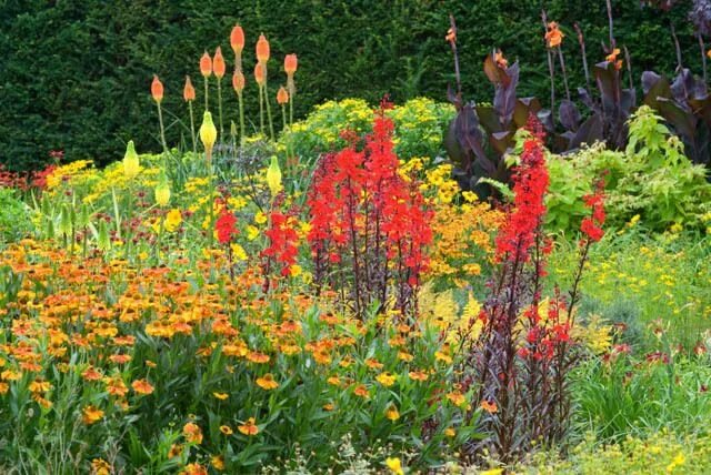 Книфофия в ландшафтном дизайне сада фото A Terrific Border Idea with Kniphofia, Lobelia, Helenium and Canna Planting flow