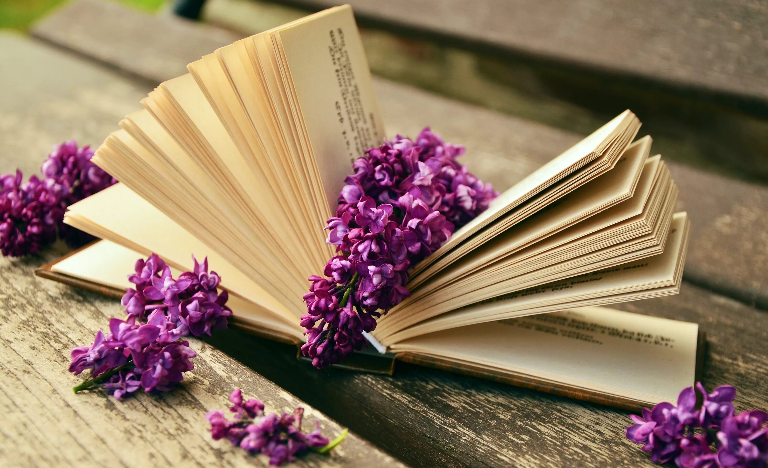 Книга ч фото Lilac flowers lie on a book on a bench Desktop wallpapers 1024x1024