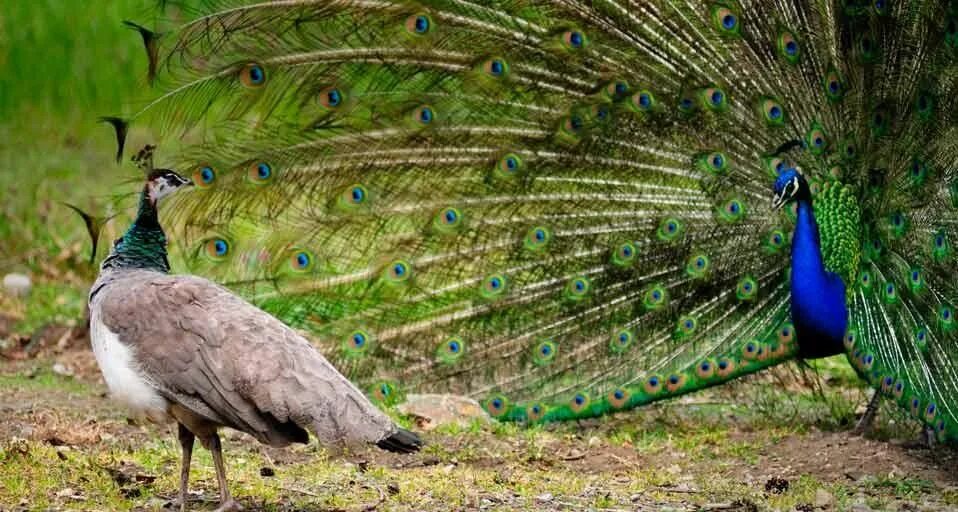 Книга фото павлинов Female peahen observing a male peacock with his plumage out (© Dave Blackey/Gett