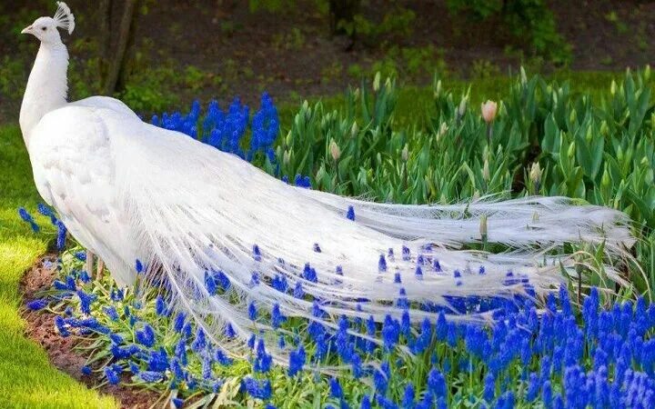 Книга фото павлинов Majestic white peacock. Pavão branco, Pavão albino, Imagens de pavão