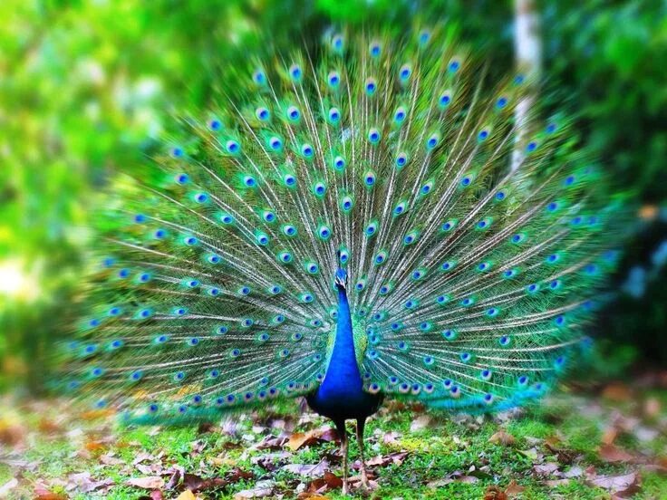 Книга фото павлинов Indian peafowl http://petsworld99.blogspot.com/2017/11/indian-peafowl.html Peaco