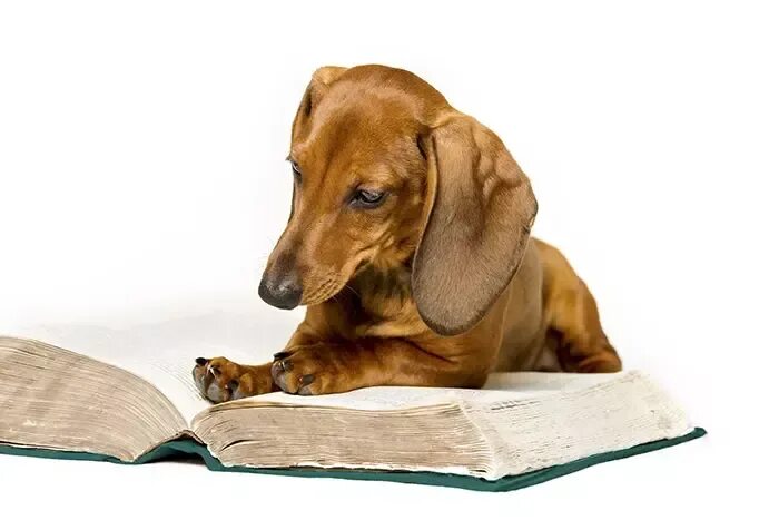 Книга фото собак 5 Easy Training Commands To Teach Your Dachshund - Dachshund Station Dogs, Puppi