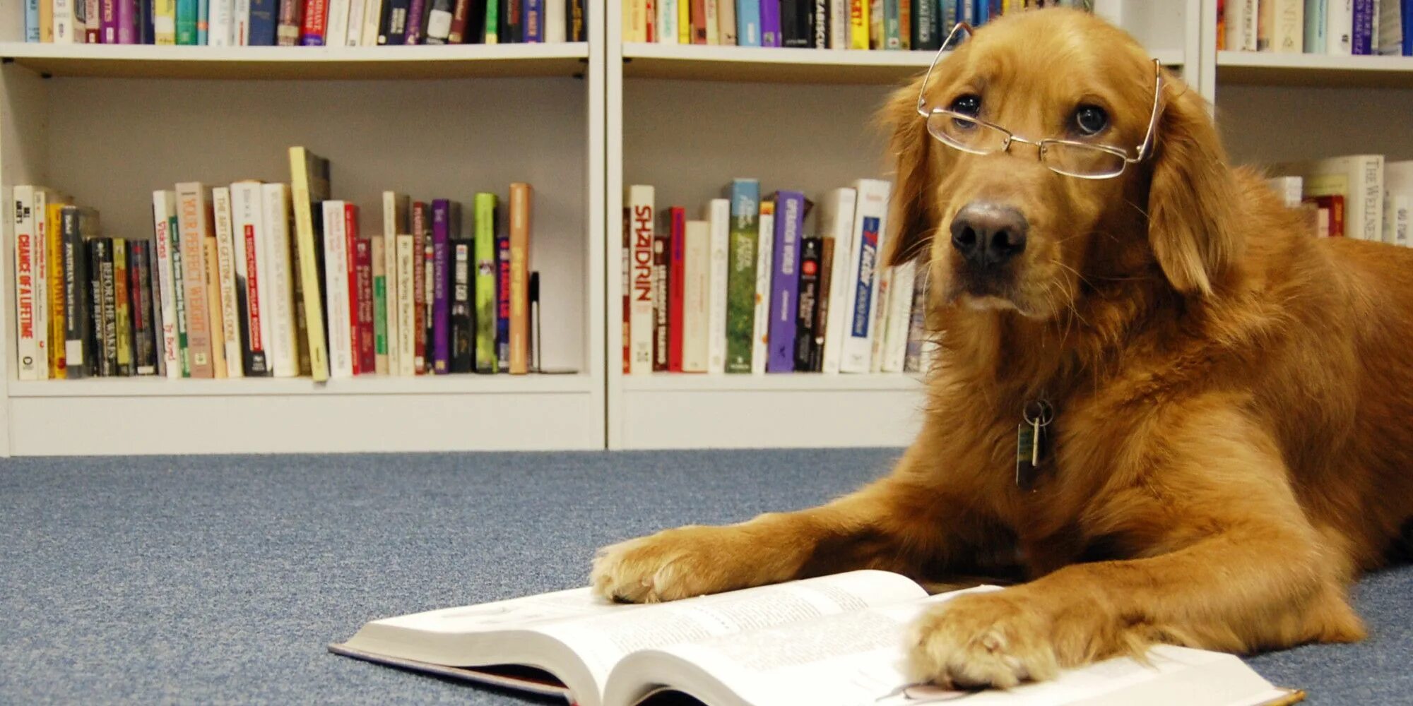 Книга фото собак Reading Books To Shelter Dogs Makes The World Better For Everyone Shelter dogs, 