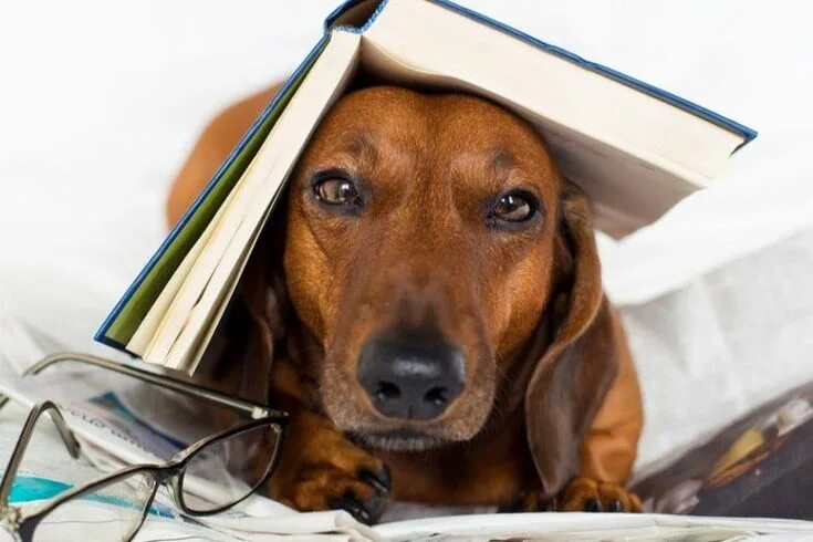 Книга фото собак 7 Must-Read Books for Dog Lovers - The Dogington Post - DogingtonPost Dog books,