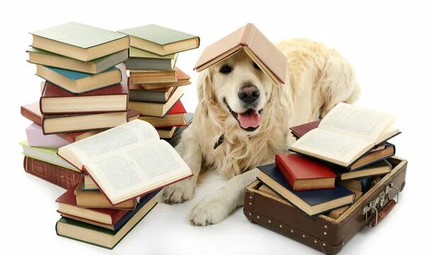 Книга фото собак Dog With Book Изображения: просматривайте стоковые фотографии, векторные изображ