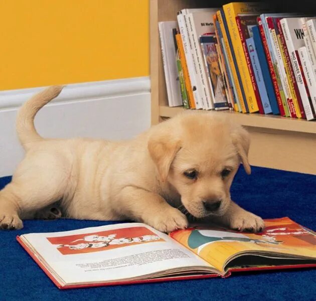 Книга фото собак Hungry for Knowledge Puppy. Funny animals, Cute labrador puppies, Puppies