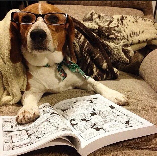 Книга фото собак 17 Dogs Who Can't Read Dogs, Animal books, Doggy