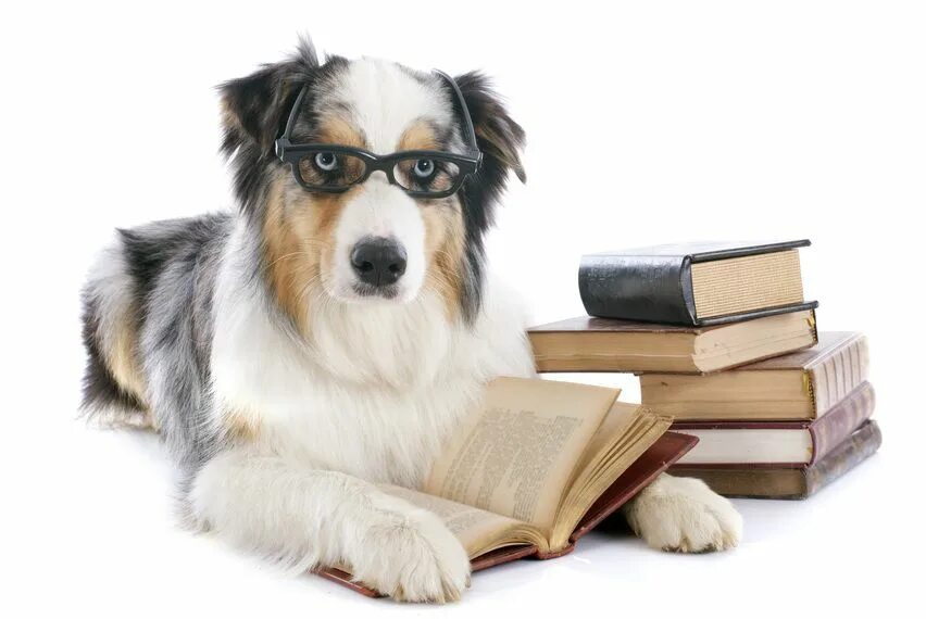 Книга фото собак A Librarian's Reading Listfor the Dog Days of Summer Smartest dog breeds, Smart 