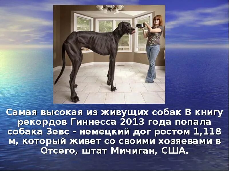 Книга рекордов фото с описанием КНИГА РЕКОРДОВ ГИННЕССА