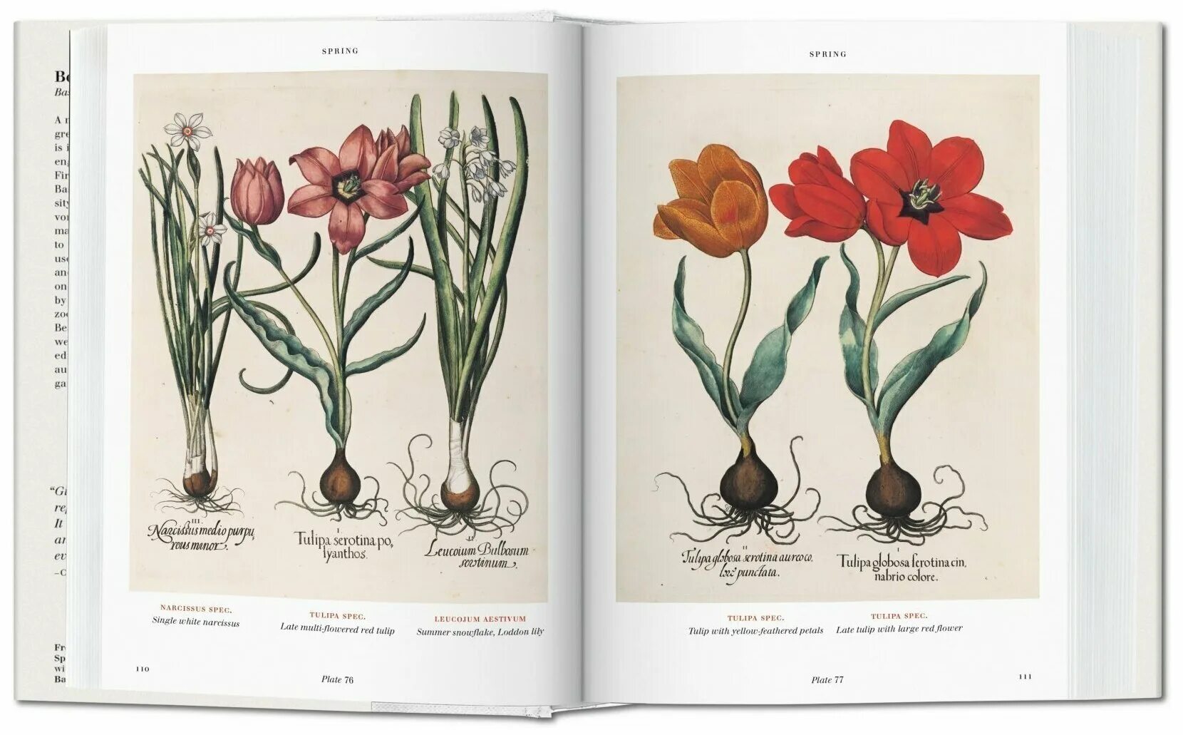 Книга цветов фото Basilius Besler's Florilegium. The Book of Plants - Литература на иностранных яз