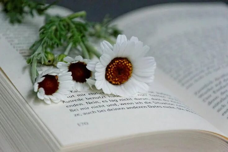 Книга цветы фото и название Pin by LAA'S DAIRY on вσσкѕ_☆ ℓåå ☆ Young adult novels, Book flowers, Novels