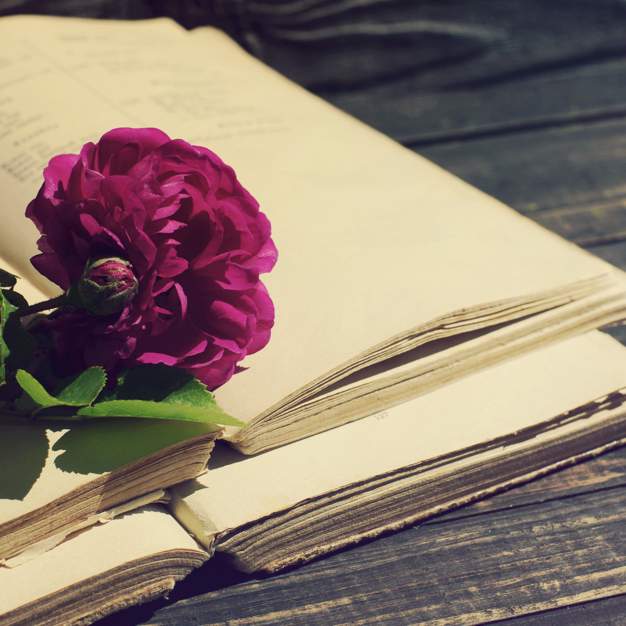 Книга цветы фото и название Скачать обои роза, vintage, wood, flowers, beautiful, purple, book, раздел цветы