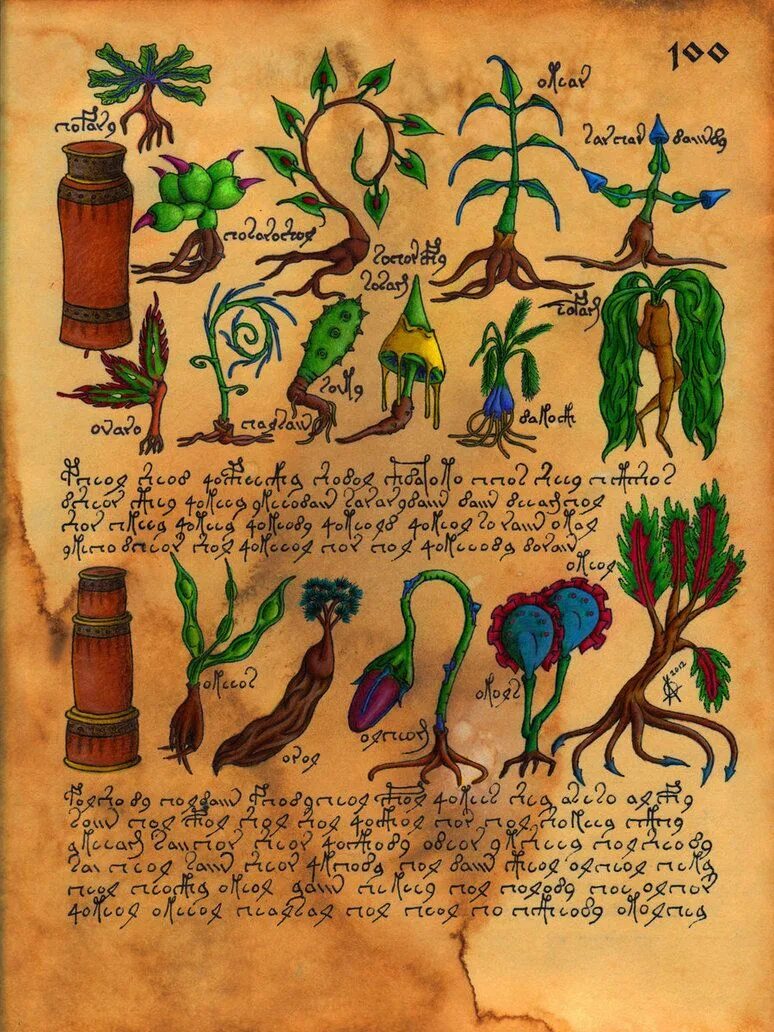 Книга войнича фото Manuscrito Voynich (Botanica) Voynich manuscript, Medieval paintings, Book bindi