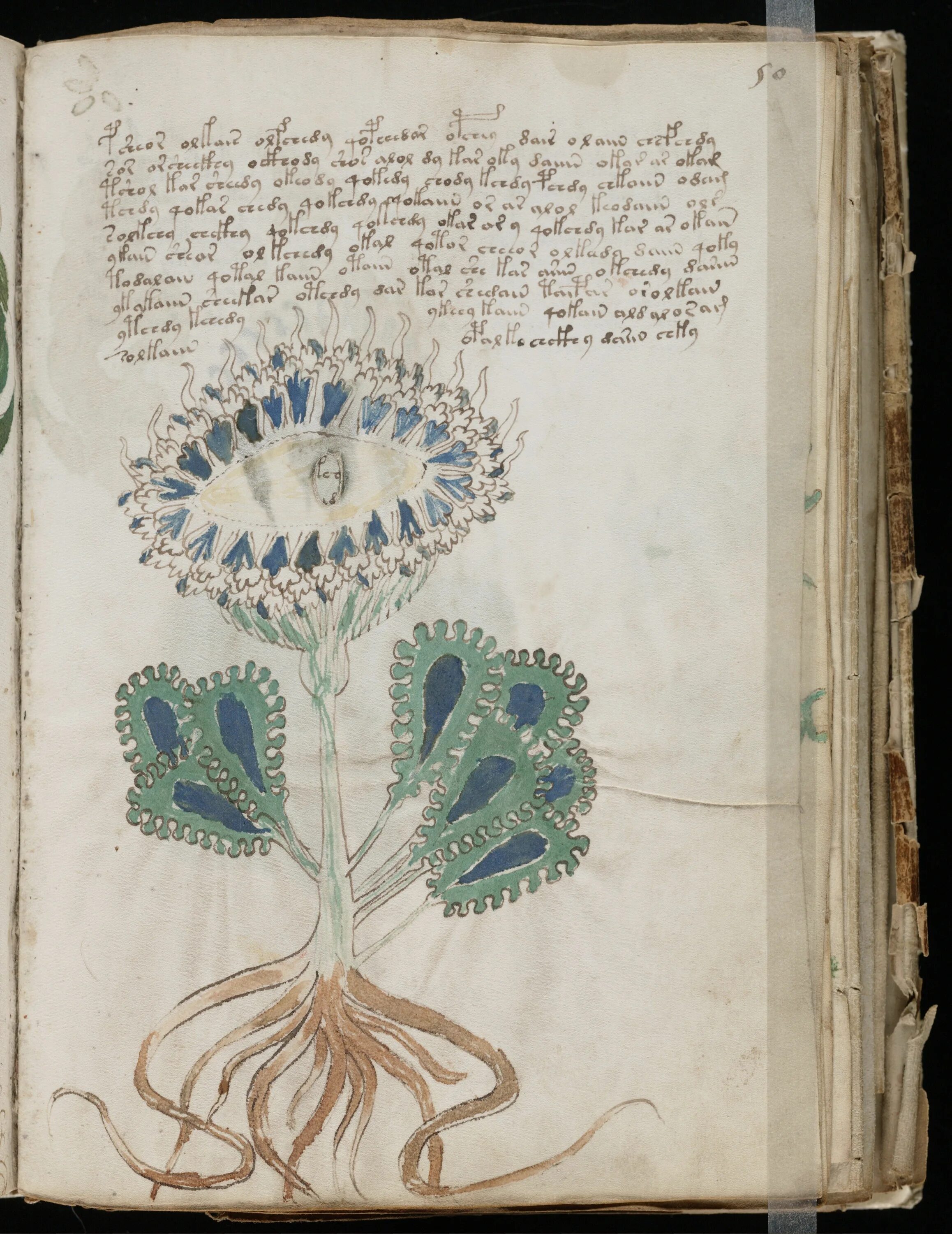 Книга войнича фото beinecke.library.yale.edu Voynich manuscript, Manuscript, Illustrated manuscript