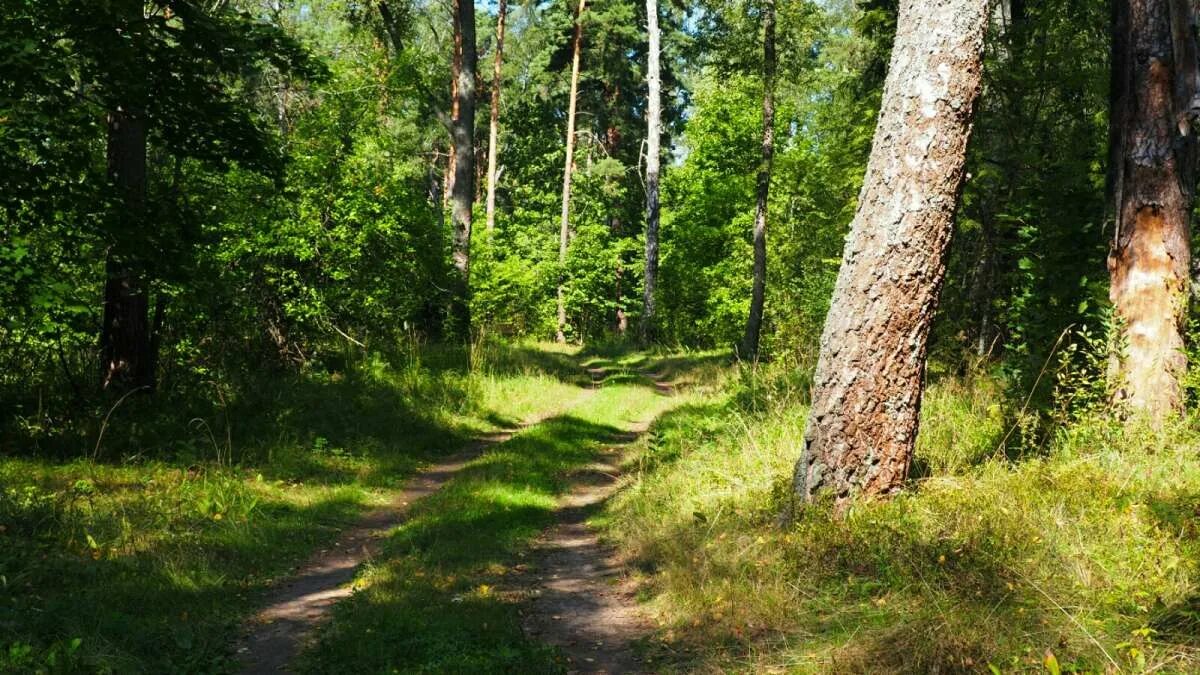 Книги про смоленские леса фото В пригородном лесу Смоленска. / В пригородном лесу Смоленска. / Фотография на Ph