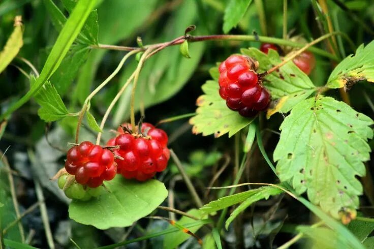 Книжника ягода фото Rubus arcticus -delicious! Needs acidic, high organic matter soil Cool plants, O