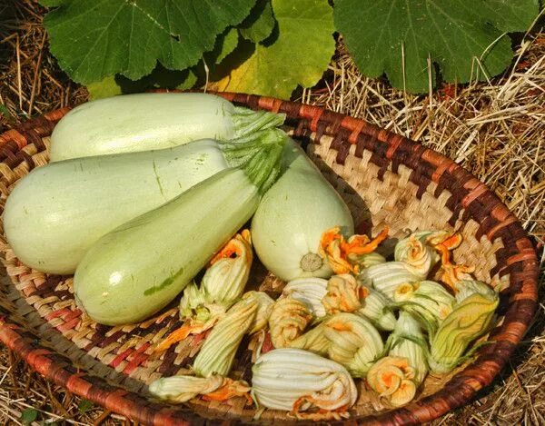 Куча кабачков фото Секреты выращивания кабачков и тыквы - Сады Сибири Кабачки, Сад, Тыквы