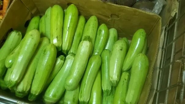 Куча кабачков фото А вот, к примеру, кабачки.. Они неприхотливы, плодовиты и надоедливы. Мор, засух