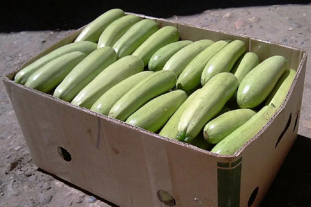 Куча кабачков фото Как хранить кабачки в домашних условиях- Со Вкусом