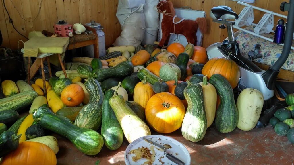 Куча кабачков фото Урожай тыквы.: gur105 - ЖЖ