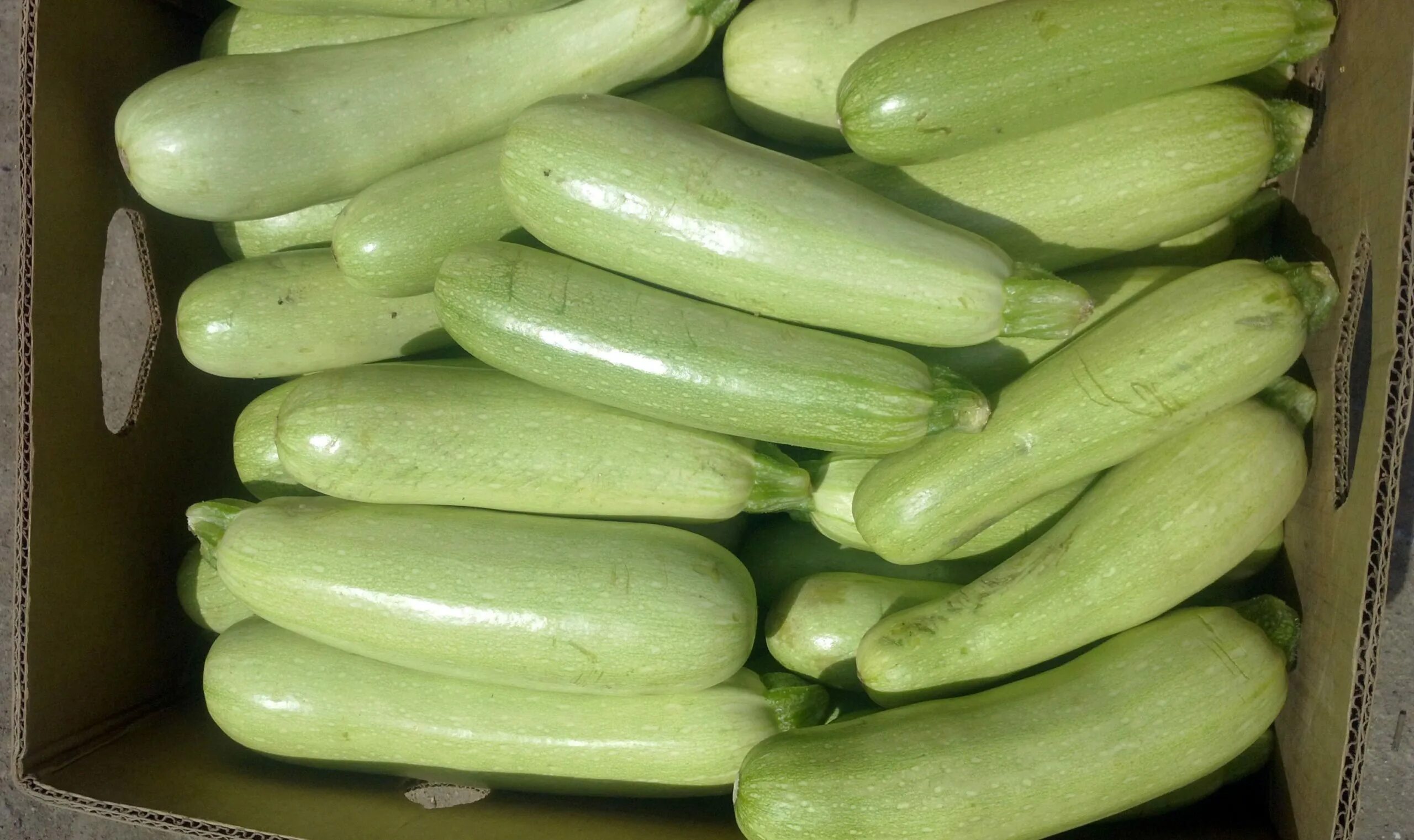 Куча кабачков фото Кабачки: покупка и продажа оптом, цены от производителей - АгроМер