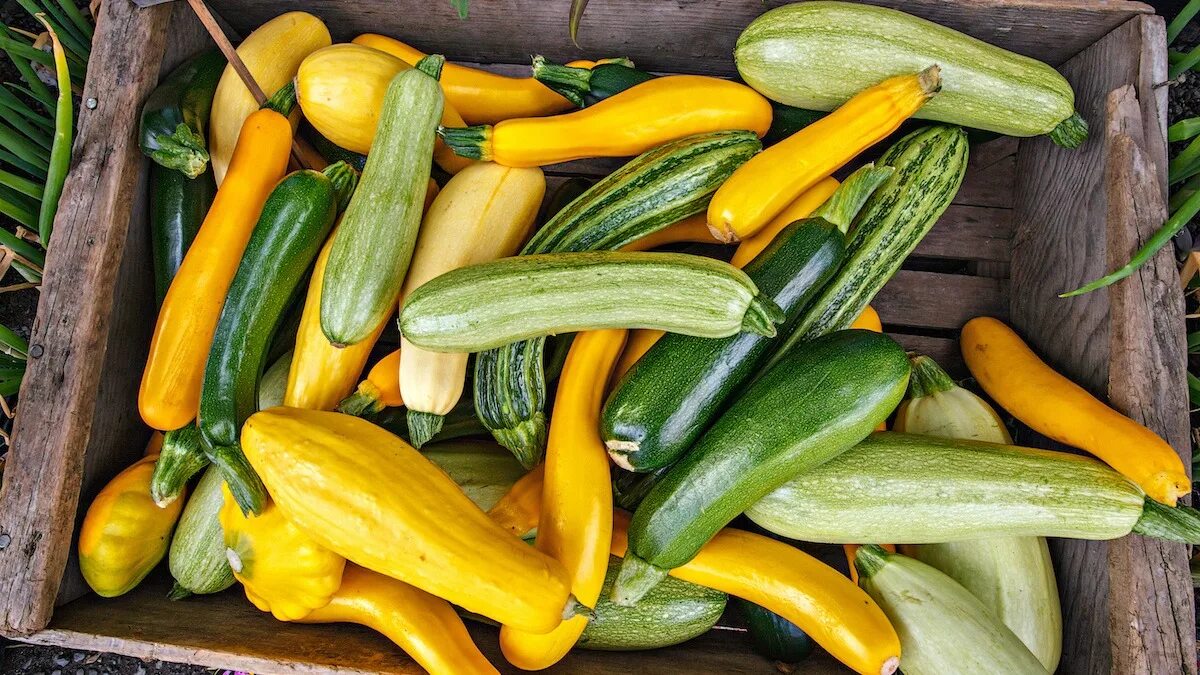 Куча кабачков фото 21 Types of Squash: Guide to Summer and Winter Squash - 2024 - MasterClass
