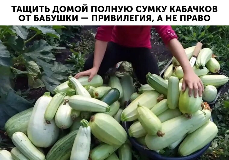 Куча кабачков фото Пермские инсайды: истерика министерства из-за бабушки