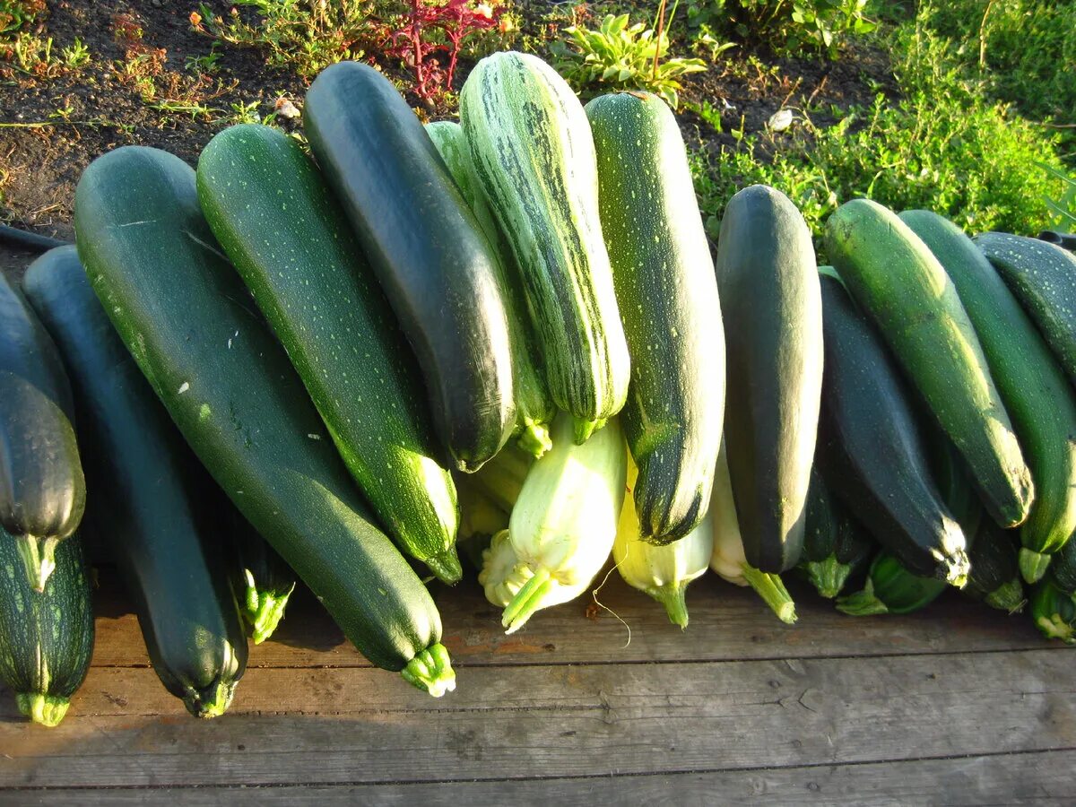 Куча кабачков фото Кабачок - кладезь здоровья: почему стоит включить его в рацион Администрация гор