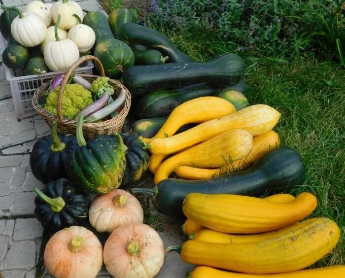 Куча кабачков фото Огород 2024: что планирую сажать Садовое обозрение Дзен