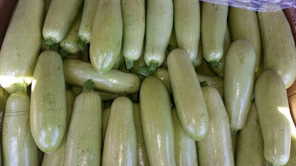 Куча кабачков фото Кабачки Форвард